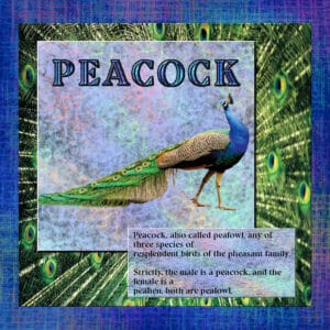 peacock-sm