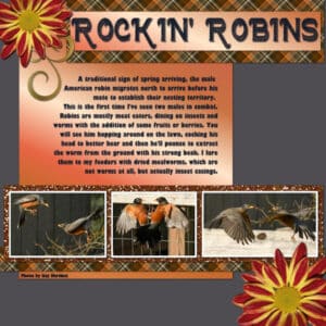rockin-robin_600