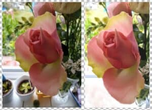 rosebud-before-after