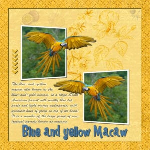 blue-and-yellow-macaws-resized