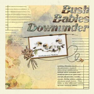 bush-babies-downunder-resized