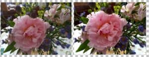 peony-before-after