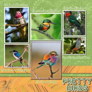 pretty-birds-resized