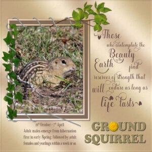frame-quote-ground-squirrel-resized