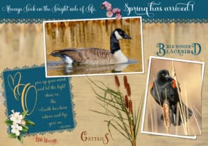 quote-goose-blackbird-april-2