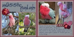 aussie-galah-double-page-even-solid-border-to-divide-for-printing-2