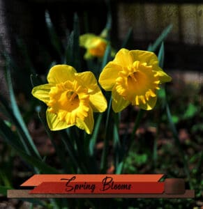 daffodils-with-black-overlay-sm-2