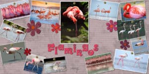 flamingos-resized