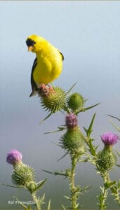 goldfinch-on-thistle_600x1050