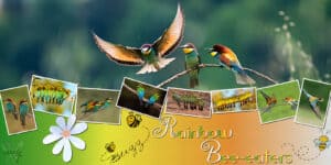 rainbow-bee-eaters-resized-2