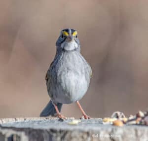 white-throated-sparrow_600x571
