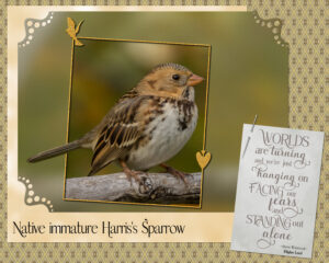harris-sparrow-2