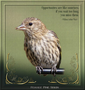 quote-siskins-1