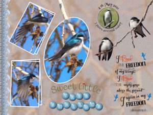 quote-swallows-4-may-2