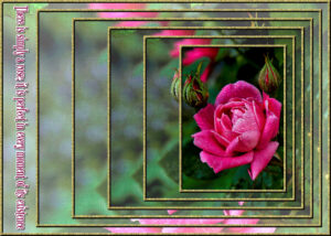 rose-in-nested-frames-1
