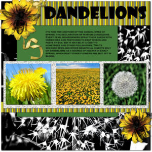 the-lowly-dandelion_scaled