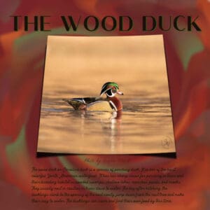 wood-duck_scaled-2