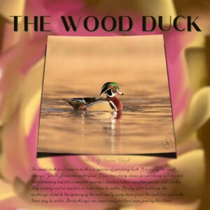 wood-duck_scaled