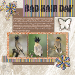 bad-hair-day-resized