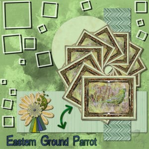 eastern-ground-parrot-resized