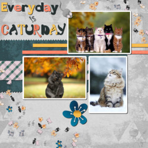 everyday-is-caturday-resized