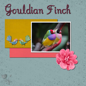 gouldian-finch-resized