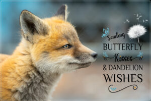 fox-cub-sending-wishes
