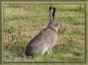 jack-rabbit-hare-baby