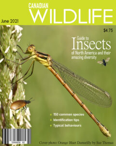 magazine-cover-wildlife