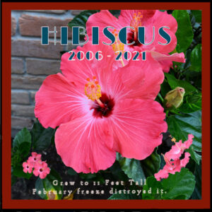 a5-hibiscus-06152021-final-reduced