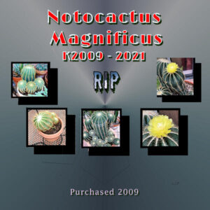 a7-notocactus-magnificus-06092021-final-reduced