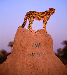 cheetah-on-termite-mound-botswana-ann-was-here_600