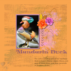 mandarin-duck-resized-2