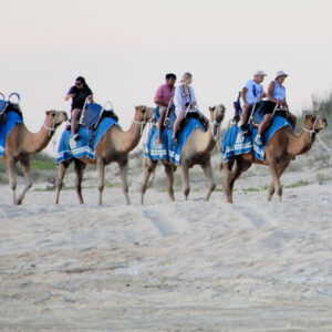 camels-in-broome-600