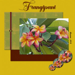 day-5-frangipani-yellow600