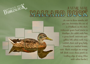 mallard-duck-young-male