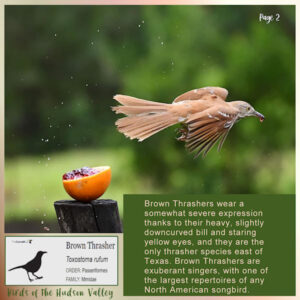 brown-thrasher-page2-600