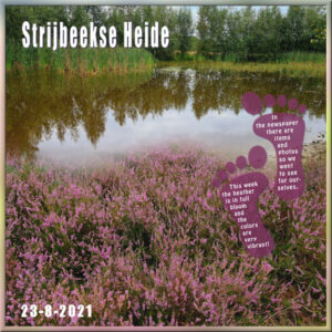 strijbeekse-heide-600-2