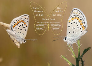 butterflies-amemded-without-text-wrapping