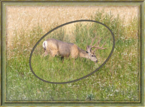 deer-framed
