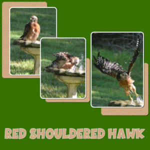 2021-8-4-red-shouldered-hawk-template-lab11-09-600