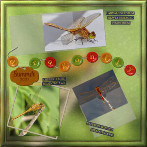 dragonflies-1