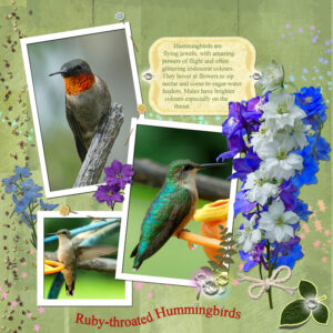 humming-bird-collage-2