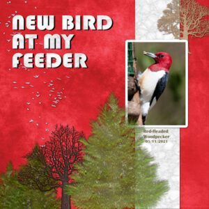 new-bird-at-my-feeder_scaled-2