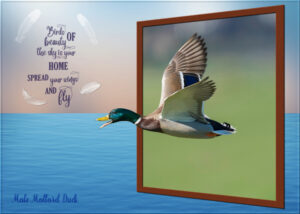 quote-mallard-duck-out-of-bounds