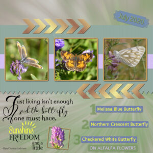 quote-butterfliesa