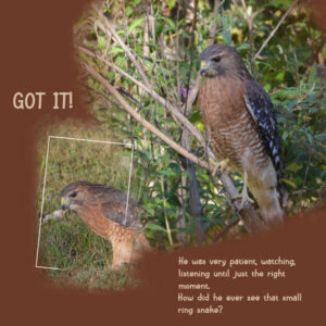 2021-10-1-red-shouldered-hawk-2-on-the-hunt-template-3-lady22-600