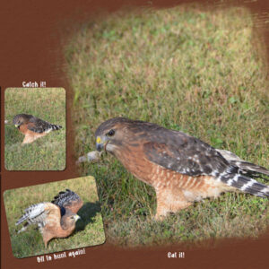 2021-10-1-red-shouldered-hawk-3-catch-it-eat-it-fly-away-template-6-lady22-600-3
