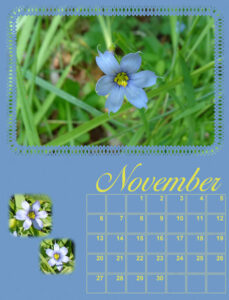 calendar-11-2022-november-2022-blue-eyed-grass-600