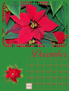 calendar-12-2022-december-2022-poinsettia-600